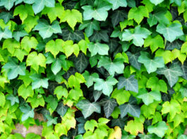 Edera comune 782 0 095 Edera Comune